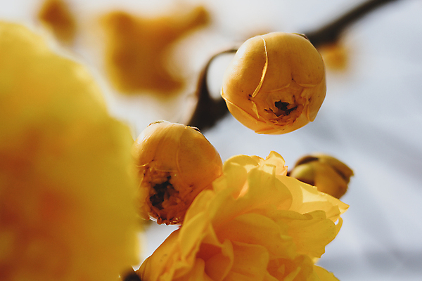 포토 JPG 해외이미지 나무 식물 꽃잎 꽃 꽃다발 백그라운드 꽃무늬 패턴 자연 하늘 휴가 프레임 사람없음 장식 초록색 여름 파란색 컬러풀 뷰티 노란색 정원 봄 활발 벚꽃 나뭇가지 신선 개화 큼 실크 향기 꽃가루 동쪽 내추럴 이국적 해외포토 계절 컬러 컨셉 무늬 직물 크기 가루 방향 생태계 냄새 파일형식 이미지허브