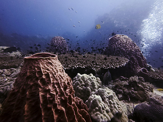 포토 JPG 해외이미지 동물 야생동물 바다 여행 백그라운드 학교 태국 자연 어류 풍경 사람없음 빨간색 물 파란색 컬러풀 수중 산호 큼 아래 다이빙 암초 수족관 내추럴 깊이 이국적 해외포토 자연요소 교육 아시아 컬러 수영 수중동물 자포동물 크기 방향 생태계 위치 수중스포츠 파일형식 이미지허브