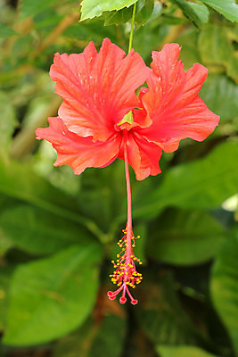 포토 JPG 해외이미지 주간 사람없음 야외 뷰티 히비스커스 해외포토 자연요소 꽃 파일형식 이미지허브