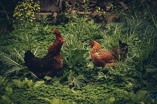 포토 JPG 해외이미지 전통 라이프스타일 산업 아시아 문화 농업 자연 조류 함께함 사람없음 야외 농장 환경 가축 농촌 시골 유기농 생태계 베트남 수탉 내추럴 동물상 무료 밭일 생태학 암탉 해외포토 동물 웰빙 교육 나라 컨셉 생활 조형물 동남아시아 닭 암컷 수컷 파일형식 이미지허브