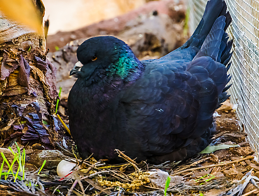 포토 JPG 해외이미지 계절 조류 종류 앉기 사람없음 건물 계란 검은색 회색 변화 둥지 왕 깃털 비둘기 광택 잡종 기르기 보유 이국적 해외포토 동물 건축물 컬러 컨셉 모션 알 돌봄 파일형식 이미지허브
