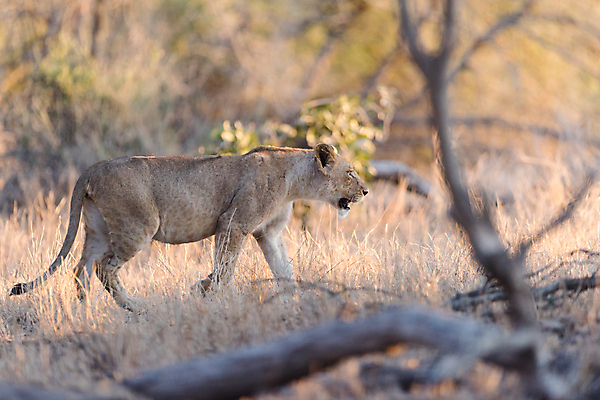 포토 JPG 해외이미지 동물 1 공원 여자 야생동물 포즈 아프리카 자연 아침 털 사람없음 옆모습 머리 고양이 힘 젖음 오픈 입 황무지 황금 치아 위험 사자 큼 빗방울 사파리 육식동물 사자자리 공격적 남아프리카 암사자 전국 해외포토 주간 공공시설 나라 뷰포인트 컨셉 포유류 사람 신체부위 반려동물 별자리 소화기관 비_날씨 크기 암컷 생태계 파일형식 이미지허브