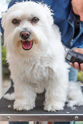 포토 JPG 해외이미지 탁자 한명 들기 앉기 성인 옆모습 반려동물 뷰티 개 자르기 돌봄 바리깡 애견미용 성인한명만 해외포토 동물 1 뷰포인트 가구 포유류 모션 사람 성인만 파일형식 이미지허브