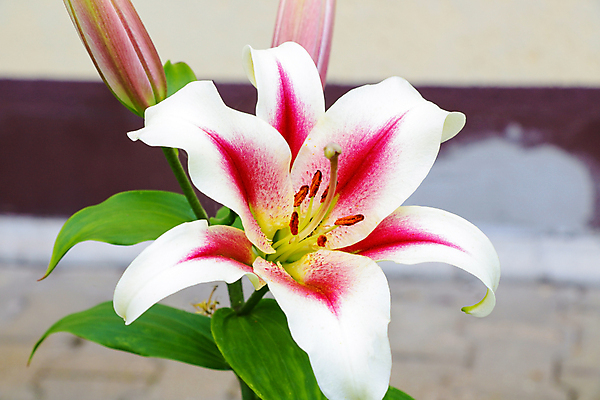 포토 JPG 해외이미지 식물 계절 꽃잎 꽃 행복 줄기 분홍색 백그라운드 잎 꽃무늬 자연 사람없음 빨간색 초록색 컬러풀 뷰티 정원 보라색 봄 활발 벚꽃 흰색 백합 순수 향기 꽃가루 내추럴 강렬 고립 꽃수술 이국적 파스텔톤 해외포토 감정 컬러 컨셉 무늬 가루 생태계 냄새 파일형식 이미지허브