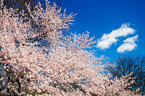 포토 JPG 해외이미지 주간 공원 풍경 사람없음 야외 도시풍경 맑음 봄 벚꽃 도시 개화 뉴욕 맨해튼 몽환 해외포토 자연요소 계절 공공시설 꽃 컨셉 날씨 미국 파일형식 이미지허브