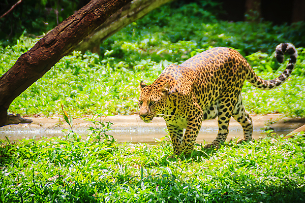 포토 JPG 해외이미지 주간 나무 한마리 응시 야생동물 아프리카 자연 사람없음 야외 아웃포커스 숲 강가 맹수 표범 해외포토 자연요소 식물 동물 1 시선 나라 포유류 촬영기법 강 생태계 파일형식 이미지허브