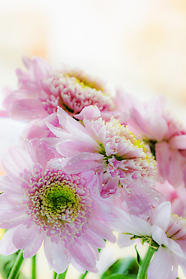 포토 JPG 해외이미지 꽃잎 꽃 분홍색 백그라운드 아침 국화 선물 사람없음 장식 뷰티 일몰 새벽 젖음 벚꽃 흰색 신선 개화 떨어짐 이슬 부드러움 창백 가벼움 블러 해외포토 주간 자연요소 식물 컬러 컨셉 노을 감각 무게 파일형식 이미지허브