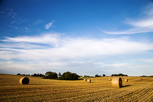 포토 JPG 해외이미지 구름 밭 농업 자연 하늘 덴마크 옥수수 풍경 사람없음 야외 여름 농작물 태양 농장 농경지 노란색 수확 가을 시골 원형 황금 볏짚 낟알 땅 자르기 밀 보리 롤 패키지 뭉치 밀짚 밭일 해외포토 자연요소 도형 계절 산업 컬러 모션 곡류 북유럽 짚 생태계 파일형식 이미지허브
