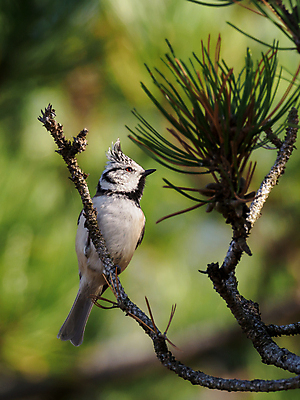 포토 JPG 해외이미지 나무 동물 유럽 야생동물 날개 자연 조류 왕관 앉기 사람없음 야외 가로 햇빛 환경 나뭇가지 분위기 개 숲 작음 집중 깃털 생태계 꼬리 부리 심플 갈기 서식지 감탄 생태학 부족함 해외포토 식물 교육 나라 컨셉 포유류 모션 태양 크기 파일형식 이미지허브