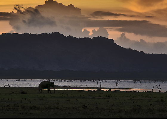 포토 JPG 해외이미지 동물 공원 실루엣 호수 야생동물 여행 백그라운드 오렌지 포유류 자연 하늘 코끼리 산 국립공원 사람없음 야외 물 파란색 태양 반사 일출 황혼 일몰 새벽 그룹 군중 저녁 사파리 자연백그라운드 남쪽 내추럴 스리랑카 전국 수평선 해외포토 자연요소 공공시설 아시아 컬러 과일 촬영기법 사람 노을 야간 방향 생태계 파일형식 이미지허브
