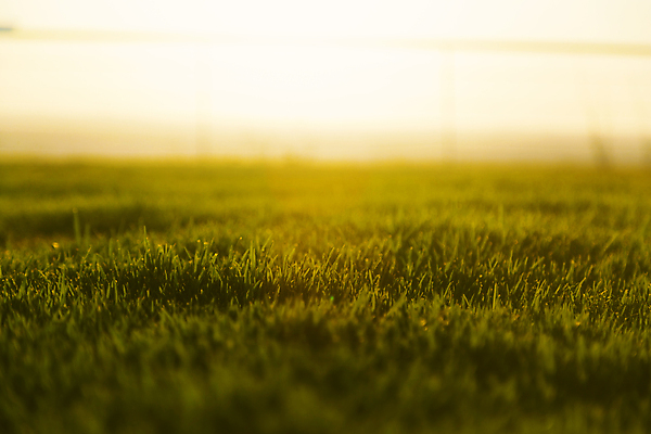 포토 JPG 해외이미지 식물 백그라운드 자연 추상 잔디 사람없음 야외 가로 빨간색 초록색 여름 빛 컬러풀 햇빛 뷰티 노란색 황혼 일몰 가을 농촌 마법 광 해외포토 계절 컬러 무늬 태양 노을 시골 생태계 파일형식 이미지허브