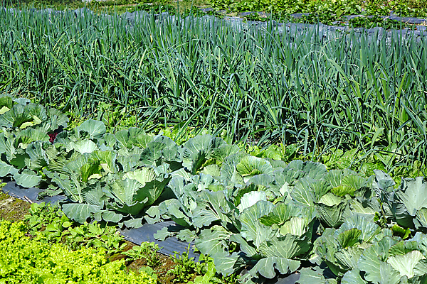 포토 JPG 해외이미지 식물 밭 농업 채소 사람없음 정원 샐러드 수확 성장 유기농 양배추 먼지 숙성 채식주의자 세련 비건 해외포토 웰빙 산업 음식 채식 파일형식 이미지허브