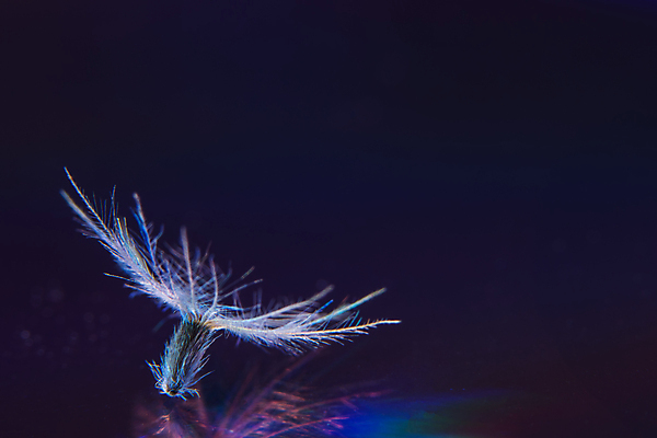 포토 JPG 해외이미지 꽃 백그라운드 자연 추상 사람없음 흰색 민들레 B 해외포토 식물 알파벳 컬러 무늬 생태계 파일형식 이미지허브