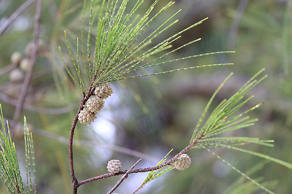 포토 JPG 해외이미지 나무 식물 계절 백그라운드 잎 크리스마스 과일 자연 휴가 새로움 그림자 씨앗 사람없음 야외 장식 초록색 흰색 나뭇가지 신선 소나무 닫기 숲 연도 심볼 솔방울 상록수 침엽수 전나무 원뿔 내추럴 고립 삼나무 가문비나무 해외포토 도형 기념일 컬러 컨셉 모션 생태계 파일형식 이미지허브