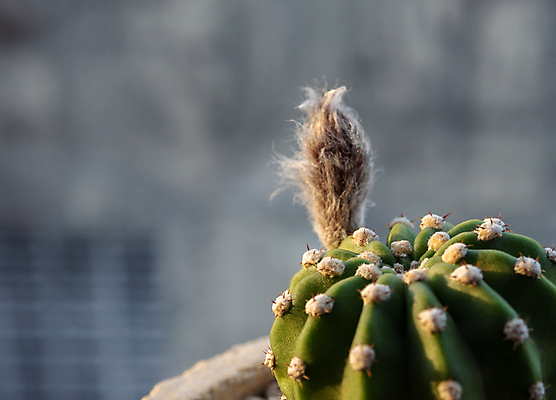 포토 JPG 해외이미지 주간 선인장 사람없음 야외 아웃포커스 개화 꽃봉오리 해외포토 자연요소 식물 꽃 촬영기법 파일형식 이미지허브