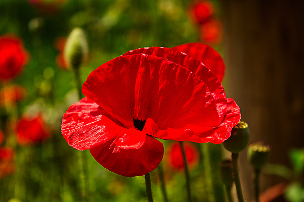 포토 JPG 해외이미지 식물 계절 꽃잎 꽃 잎 꽃무늬 밭 자연 추상 씨앗 사람없음 야외 장식 빨간색 초록색 여름 컬러풀 햇빛 뷰티 정원 봄 들꽃 수확 벚꽃 시골 신선 개화 우아함 싱글 양귀비 내추럴 고립 해외포토 컬러 컨셉 무늬 농업 태양 생태계 파일형식 이미지허브