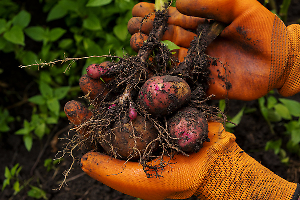 포토 JPG 해외이미지 식물 라이프스타일 손 음식 장갑 백그라운드 밭 농업 채소 자연 감자 건강 사람없음 야외 환경 정원 수확 성장 신선 업무 농부 유기농 원예 고무 비건 해외포토 직업 웰빙 잡화 산업 취미 생활 신체부위 작업 생태계 채식주의자 파일형식 이미지허브