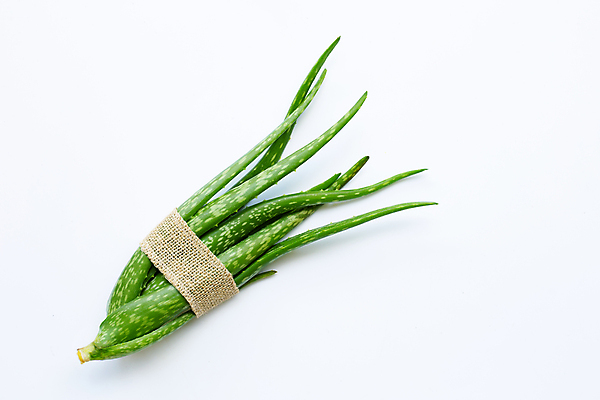 포토 JPG 해외이미지 스튜디오촬영 실내 사람없음 뷰티 묶기 흰배경 알로에 해외포토 식물 백그라운드 모션 내부 흰색 파일형식 이미지허브