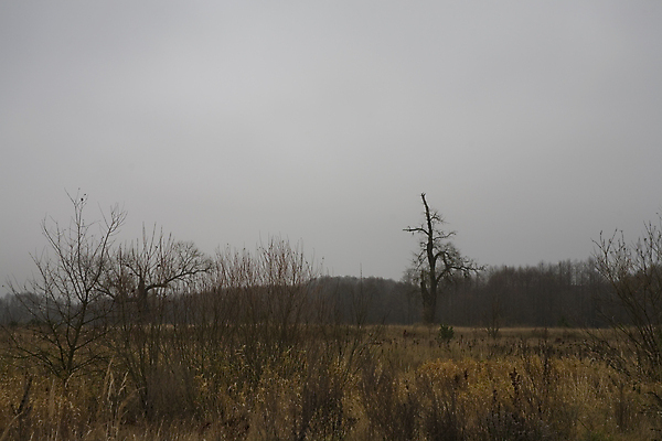 포토 JPG 해외이미지 주간 나무 계절 유럽 여행 백그라운드 자연 하늘 아침 날씨 사람없음 야외 환경 침묵 회색 탐험 안개 11월 그림 장면 폴란드 내추럴 뿌연 흥미 해외포토 자연요소 식물 나라 컬러 컨셉 소리 날짜 생태계 파일형식 이미지허브