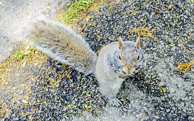 포토 JPG 해외이미지 나무 동물 1 응시 공원 야생동물 잎 겨울 포유류 자연 영국 생물 털 서기 사람없음 야외 목재 빨간색 초록색 여름 뷰티 갈색 정원 미국 회색 견과류 가을 소나무 닫기 설치류 숲 작음 모피 먹기 호기심 꼬리 다람쥐 귀 솜털 내추럴 개암 해외포토 식물 시선 계절 공공시설 열매 감정 유럽 컬러 컨셉 북아메리카 재료 모션 신체부위 크기 생태계 파일형식 이미지허브