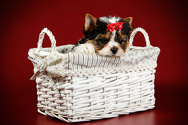 포토 JPG 해외이미지 동물 1 행복 새끼 백그라운드 새로움 털 미소 사람없음 빨간색 반려동물 귀여움 검은색 거울 흰색 개 달콤 강아지 작음 요크셔테리어 테리어 활 솜털 송곳니 기르기 비버 삼색 해외포토 감정 컬러 컨셉 포유류 표정 맛 치아 크기 돌봄 파일형식 이미지허브