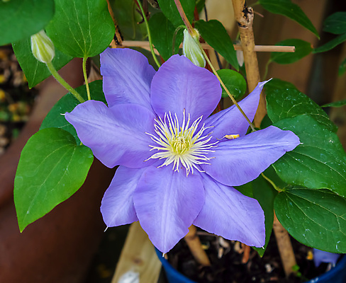 포토 JPG 해외이미지 식물 계절 꽃잎 꽃 분홍색 백그라운드 잎 꽃무늬 패턴 자연 사람없음 초록색 뷰티 정원 보라색 봄 벚꽃 흰색 개화 내추럴 해외포토 컬러 무늬 생태계 파일형식 이미지허브