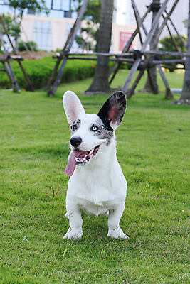 포토 JPG 해외이미지 동물 포유류 자연 사람없음 야외 초록색 여름 반려동물 갈색 봄 개 리트리버 강아지 닥스훈트 래브라도리트리버 송곳니 기르기 해외포토 계절 컬러 치아 생태계 돌봄 파일형식 이미지허브