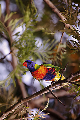 포토 JPG 해외이미지 응시 무지개 잎 날개 다이어트 조류 사람없음 빨간색 초록색 파란색 컬러풀 노란색 어둠 나뭇가지 관찰 호주 해충 숲 열대우림 엿보기 깃털 부리 앵무새 꽃가루 통화 시끄러움 꿀 서식지 깊이 삼림지대 숨기 해외포토 자연요소 나무 식물 동물 시선 컬러 모션 건강 오세아니아 벌레 가루 파일형식 이미지허브