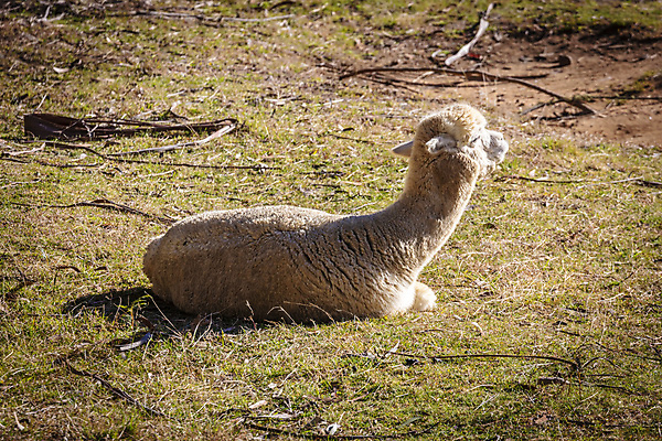 포토 JPG 해외이미지 동물 야생동물 모래 밭 농업 신체 휴식 털 앉기 사람없음 야외 초록색 반려동물 농장 갈색 머리 흙 호주 농부 귀 먼지 양모 땅바닥 밭일 해외포토 직업 산업 컬러 컨셉 모션 바닥 신체부위 직물 오세아니아 파일형식 이미지허브