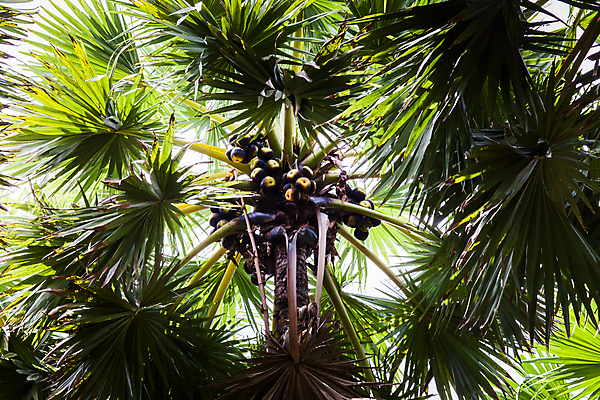 포토 JPG 해외이미지 나무 식물 디자인 계절 공원 실루엣 줄기 여행 백그라운드 잎 밭 일러스트 자연 하늘 추상 휴가 천사 손바닥 풍경 사람없음 야외 목재 초록색 여름 태양 뷰티 농장 환경 정원 봄 수확 흰색 나뭇가지 시골 신선 그룹 숲 코코넛 내추럴 생태학 해외포토 자연요소 손 공공시설 교육 컬러 무늬 농업 과일 재료 촬영기법 생태계 파일형식 이미지허브