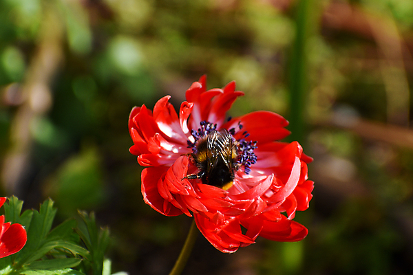 포토 JPG 해외이미지 식물 계절 공원 꽃 곤충 백그라운드 컨셉 밭 자연 사람없음 빨간색 초록색 노란색 환경 정원 봄 모임 닫기 벌레 작음 수분 묘사 생물학 꽃가루 꿀 내추럴 생태학 호박벌 생존 해외포토 동물 공공시설 교육 컬러 농업 모션 벌_곤충 크기 가루 생태계 파일형식 이미지허브