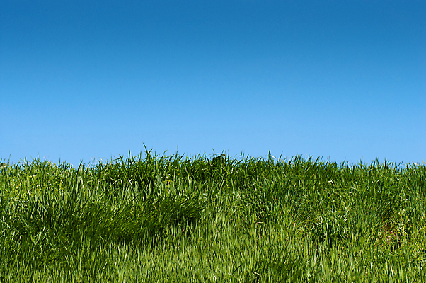 포토 JPG 해외이미지 식물 계절 백그라운드 밭 농업 자연 하늘 날씨 풍경 잔디 사람없음 야외 초록색 여름 파란색 컬러풀 햇빛 농장 맑음 봄 활발 흰색 시골 신선 땅 장면 천국 내추럴 파라다이스 평야 수평선 해외포토 산업 컬러 컨셉 태양 생태계 파일형식 이미지허브