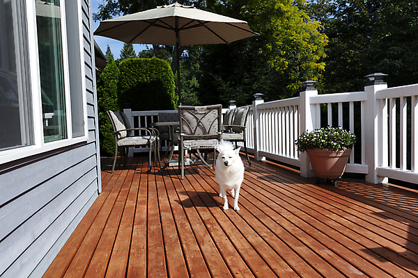 포토 JPG 해외이미지 동물 가족 주택 털 경비 사람없음 반려동물 일본 흰색 개 보호 갑판 순수 기르기 해외포토 아시아 컬러 컨셉 배_교통 포유류 관계 안전 건물 돌봄 파일형식 이미지허브