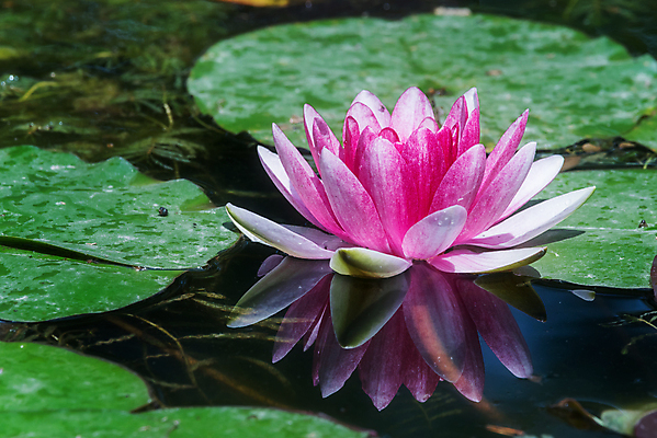 포토 JPG 해외이미지 식물 공원 꽃 아시아 호수 분홍색 백그라운드 잎 꽃무늬 자연 동양인 사람없음 야외 초록색 물 빛 뷰티 반사 정원 벚꽃 연못 개화 닫기 묘사 동쪽 내추럴 이국적 해외포토 자연요소 공공시설 나라 컬러 무늬 모션 인종 방향 생태계 파일형식 이미지허브