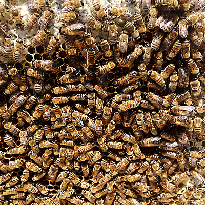 포토 JPG 해외이미지 모양 동물 라이프스타일 음식 곤충 백그라운드 패턴 자연 프레임 세포 사람없음 약 노란색 머리빗 업무 황금 달콤 꿀벌 벌 묘사 질감 바쁨 꽃가루 육각형 꿀 고무 여왕 벌집 내추럴 고립 밀랍 양봉 양봉장 어려움 왁스 진짜 폴리곤 해외포토 도형 컬러 무늬 의학 생활 미용용품 작업 맛 벌_곤충 가루 생태계 파일형식 이미지허브