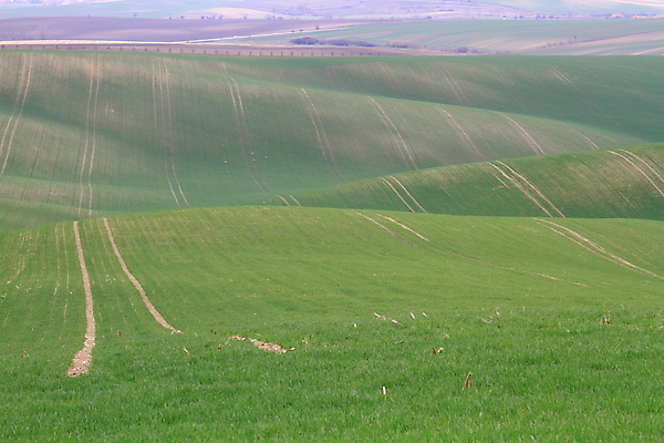포토 JPG 해외이미지 나무 유럽 야생동물 여행 밭 자연 벽지 휴가 파노라마 그림자 사람 사람없음 야외 초록색 컬러풀 태양 와인 맑음 놀람 봄 산책로 언덕 만족 그림 지역 체코 남쪽 공화국 토스카나 모라비아 해외포토 자연요소 식물 동물 계절 감정 나라 길 컬러 농업 날씨 주류 촬영기법 표정 이탈리아 방향 생태계 파일형식 이미지허브