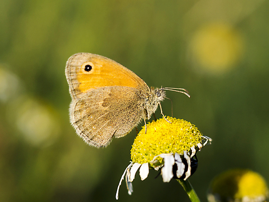 포토 JPG 해외이미지 식물 동물 꽃 야생동물 나비 곤충 꽃무늬 밭 날개 오렌지 자연 사람없음 초록색 여름 컬러풀 뷰티 정원 봄 벚꽃 벌레 싱글 내추럴 해외포토 계절 컬러 무늬 농업 과일 생태계 파일형식 이미지허브