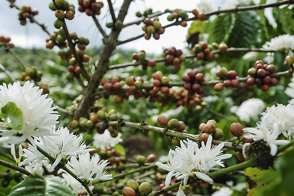 포토 JPG 해외이미지 나무 식물 열매 산업 아시아 커피 음료 음식 백그라운드 잎 농업 과일 자연 콩 사람없음 야외 가로 빨간색 초록색 농작물 농장 수확 성장 나뭇가지 신선 굽기 유기농 날것 따뜻한음료 밭일 생태학 숙성 아라비카 카페인 해외포토 웰빙 교육 나라 컬러 곡류 구이 생태계 파일형식 이미지허브