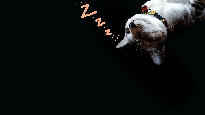 포토 JPG 해외이미지 동물 1 응시 백그라운드 오렌지 장난 포유류 수염 털 실내 사람없음 가로 친구 반려동물 귀여움 보라색 고양이 줄무늬 꿈 듣기 표현 오픈 입 유머 큼 호기심 코 귀 얼룩무늬 고립 섬광 카피스페이스 해외포토 시선 감정 컬러 컨셉 무늬 과일 관계 모션 내부 신체부위 공백 크기 파일형식 이미지허브