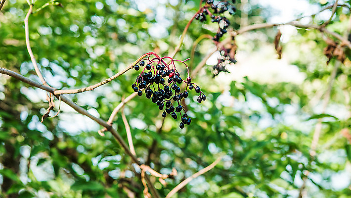 포토 JPG 해외이미지 나무 식물 계절 열매 음식 줄기 잎 과일 재료 자연 건강 씨앗 사람없음 야외 빨간색 초록색 여름 컬러풀 약 정원 보라색 검은색 가을 나뭇가지 신선 다발 관목 진홍색 내추럴 숙성 해외포토 컬러 의학 생태계 파일형식 이미지허브