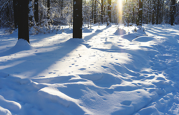 포토 JPG 해외이미지 나무 계절 공원 백그라운드 크리스마스 겨울 자연 하늘 날씨 사람없음 야외 목재 가로 파란색 빛 햇빛 태양 뷰티 일출 맑음 얼음 일몰 추위 흰색 신선 숲 서리 장면 자작나무 내추럴 눈내림 해외포토 자연요소 식물 공공시설 기념일 컬러 재료 눈_날씨 노을 생태계 파일형식이미지허브 