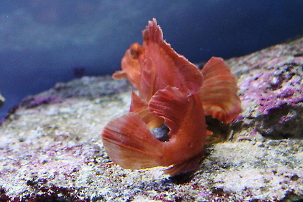 포토 JPG 해외이미지 동물 야생동물 바다 여행 백그라운드 자연 어류 풍경 사람없음 물 파란색 컬러풀 뷰티 환경 수중 그룹 산호 다이빙 암초 수족관 내추럴 소금물 해외포토 자연요소 컬러 수영 수중동물 자포동물 생태계 수중스포츠 파일형식 이미지허브