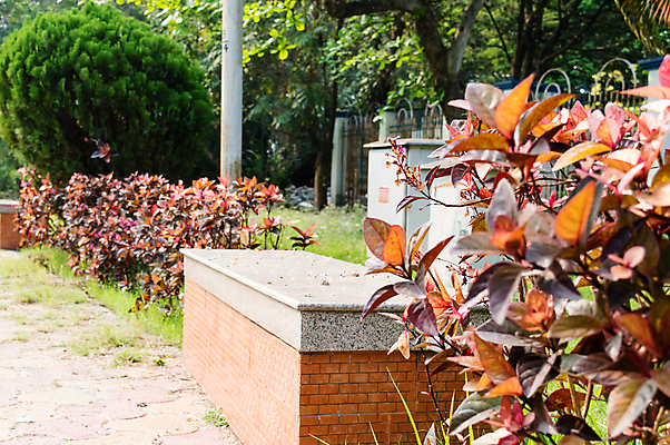 포토 JPG 해외이미지 나무 식물 디자인 계절 꽃 여행 단풍 잎 건축양식 자연 휴가 앉기 사람없음 야외 장식 빨간색 초록색 여름 햇빛 환경 봄 성장 벚꽃 가을 신선 고독 배열 아이비 해외포토 건축 감정 컬러 모션 태양 생태계 파일형식 이미지허브
