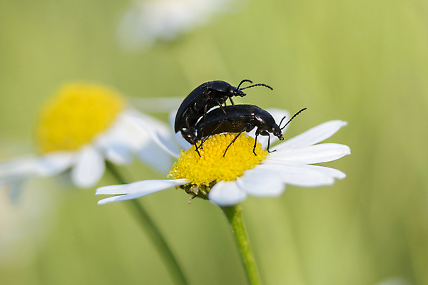 포토 JPG 해외이미지 동물 야생동물 곤충 백그라운드 잎 자연 뿔 사람없음 목재 초록색 환경 검은색 닫기 선택 벌레 보호 숲 딱정벌레 코뿔소 해외포토 나무 식물 컬러 컨셉 재료 포유류 모션 생태계 파일형식 이미지허브