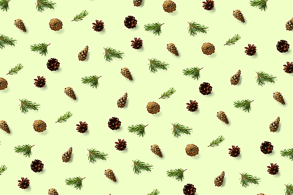 포토 JPG 해외이미지 나무 디자인 계절 백그라운드 컨셉 크리스마스 겨울 자연 추상 새로움 사람없음 장식 초록색 갈색 수확 나뭇가지 소나무 정상 12월 연도 배열 오브젝트 솔방울 상록수 침엽수 전나무 원뿔 내추럴 삼나무 엘리먼트 가문비나무 크리스마스배경 미니멀 해외포토 도형 식물 기념일 컬러 무늬 농업 날짜 생태계 파일형식 이미지허브