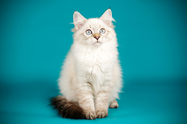 포토 JPG 해외이미지 한마리 사람없음 파란색 반려동물 고양이 네바마스커레이드 해외포토 동물 1 컬러 포유류 파일형식 이미지허브