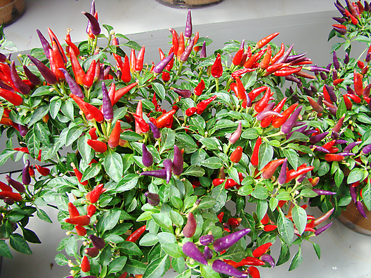 포토 JPG 해외이미지 식물 음식 잎 농업 채소 오렌지 과일 전구 자연 고추 피망 건강 사람없음 야외 장식 빨간색 초록색 여름 컬러풀 노란색 정원 성장 신선 뜨거움 양념 냄비 작음 향신료 유기농 원예 매움 날것 후추 내추럴 강렬 숙성 채식주의자 해외포토 웰빙 계절 산업 컬러 취미 맛 솥 크기 생태계 채식 향미료 파일형식 이미지허브