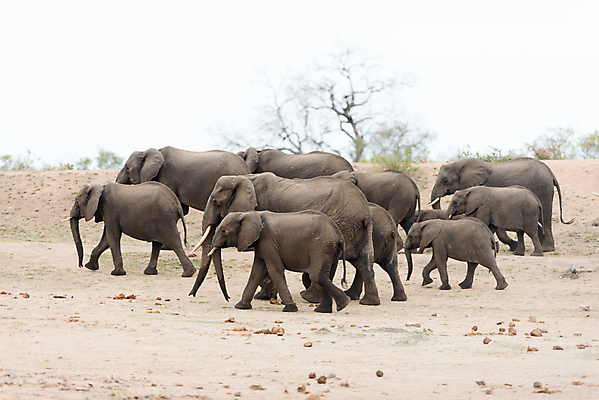 포토 JPG 해외이미지 동물 공원 야생동물 여행 포유류 가족 아프리카 자연 엄마 초식동물 코끼리 종류 사람없음 야외 초록색 걷기 환경 게임 그룹 황무지 보호 군중 큼 방목 사파리 상아 멸종 거인 송아지 사바나 전국 초식 해외포토 공공시설 나라 새끼 컬러 컨셉 관계 모션 놀이 사람 소 축산업 크기 생태계 파일형식 이미지허브