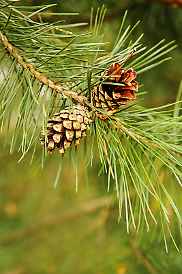 포토 JPG 해외이미지 나무 식물 전통 디자인 계절 꽃 백그라운드 잎 패턴 자연 휴가 새로움 건조 씨앗 사람없음 야외 목재 장식 초록색 뷰티 갈색 환경 봄 나뭇가지 신선 소나무 심볼 오브젝트 호두 꽃가루 솔방울 상록수 전나무 원뿔 내추럴 고립 블러 숙성 가문비나무 해외포토 도형 컬러 컨셉 무늬 재료 견과류 가루 생태계 파일형식 이미지허브