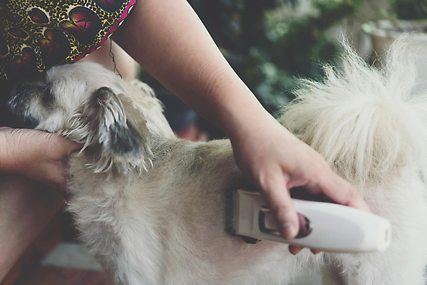 포토 JPG 해외이미지 주간 한마리 손 응시 실내 들기 야외 아웃포커스 신체부위 귀여움 잡기 강아지 바리깡 애견미용 애견미용사 믹스견 해외포토 자연요소 1 시선 컨셉 모션 촬영기법 사람 내부 반려동물 뷰티 개 미용사 파일형식 이미지허브